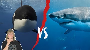 Orcas Vs Great Whites - When Predators Collide