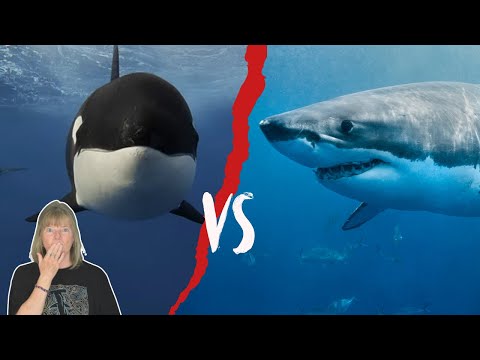 Orcas Vs Great Whites - When Predators Collide