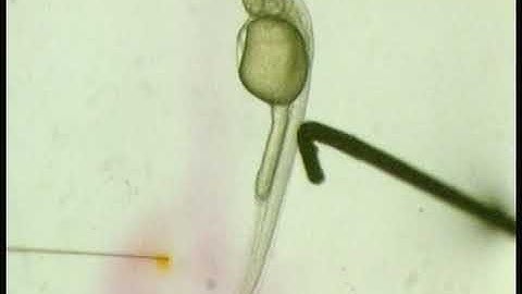 CV Microinjection Tutorial