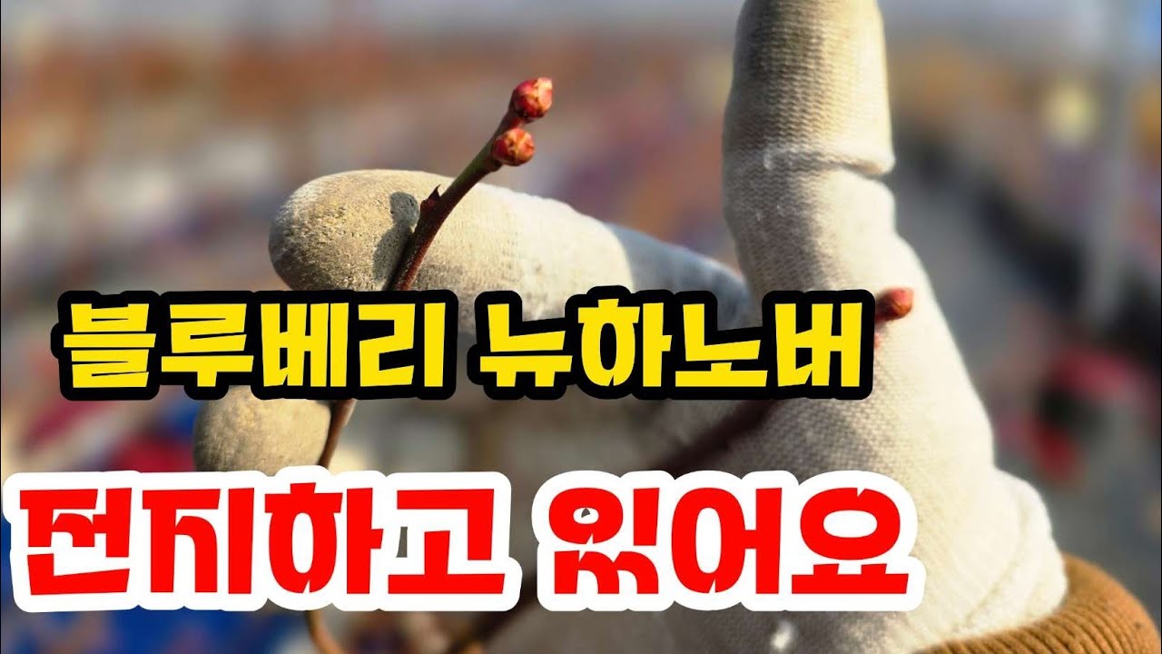 블루베리 뉴하노버 전지합니다 스트리밍 중