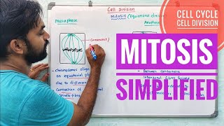 Cell division | Mitosis | Simplified