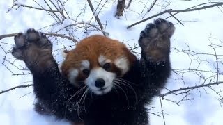 TRY NOT TO SMILE or LAUGH Watching Funny Animals 🐷 TRY NOT TO LAUGH ★44 (Animal Edition) TRY NOT TO SMILE or LAUGH Watching Funny Animals 🐷 TRY NOT TO LAUGH ★44 (Animal Edition)