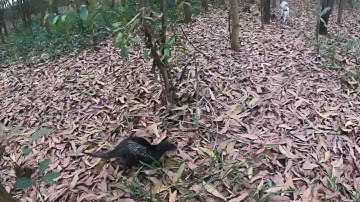 Rái cá Titi chạy chơi trong rừng cây tràm cùng chó cá