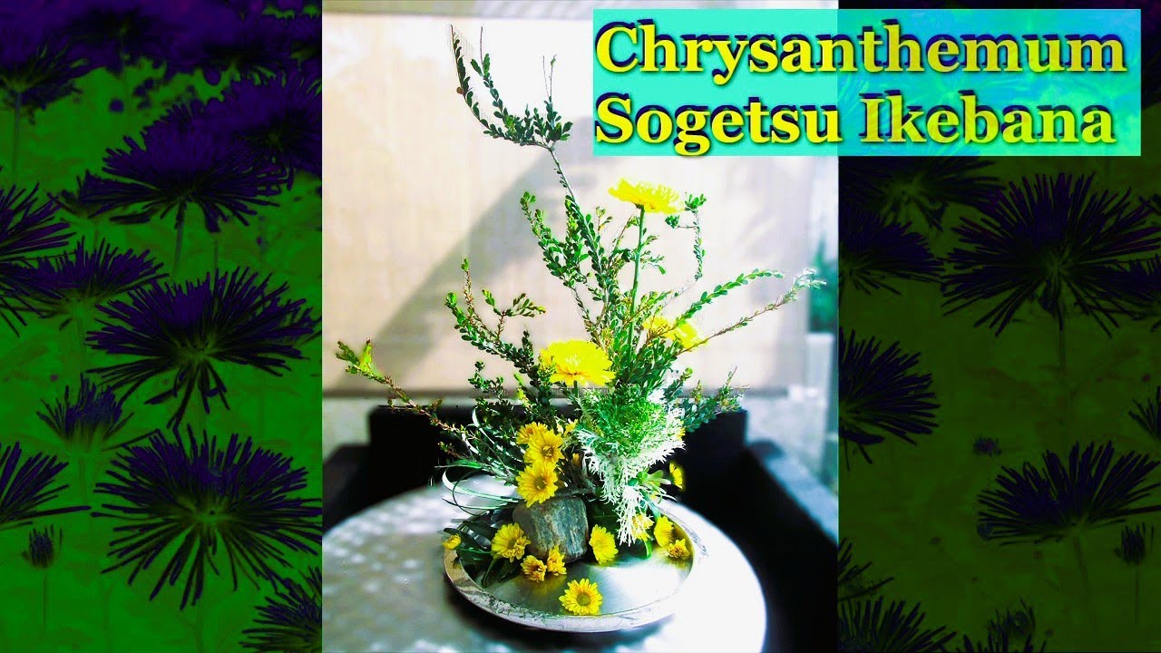 Chrysanthemum Sogetsu Ikebana in silver tray #sogetsu #sogetsuikebana #floralarrangement