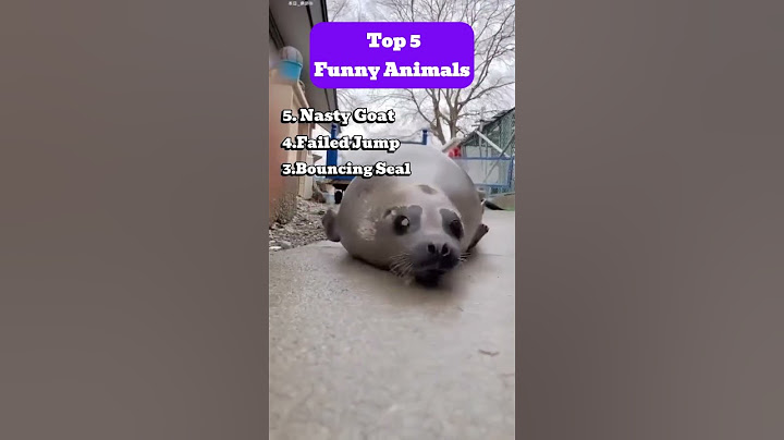 The 5 Funniest Animal Videos Ever