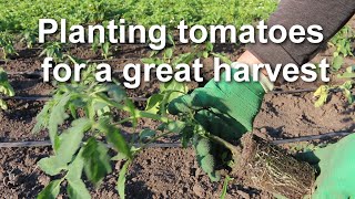 How to plant tomatoes in the soil or in raised beds for a great harvest / Alexa's Garden