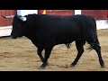 Olmedo 2023 Segundo Encierro con Toros Bravos