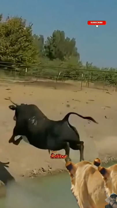 Sapi panik melihat para singa mendekatinya #shorts #animals #cow #lion