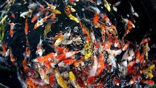 Fish Selection | Choosing Young Koi Fish for Your Pond - Part 2