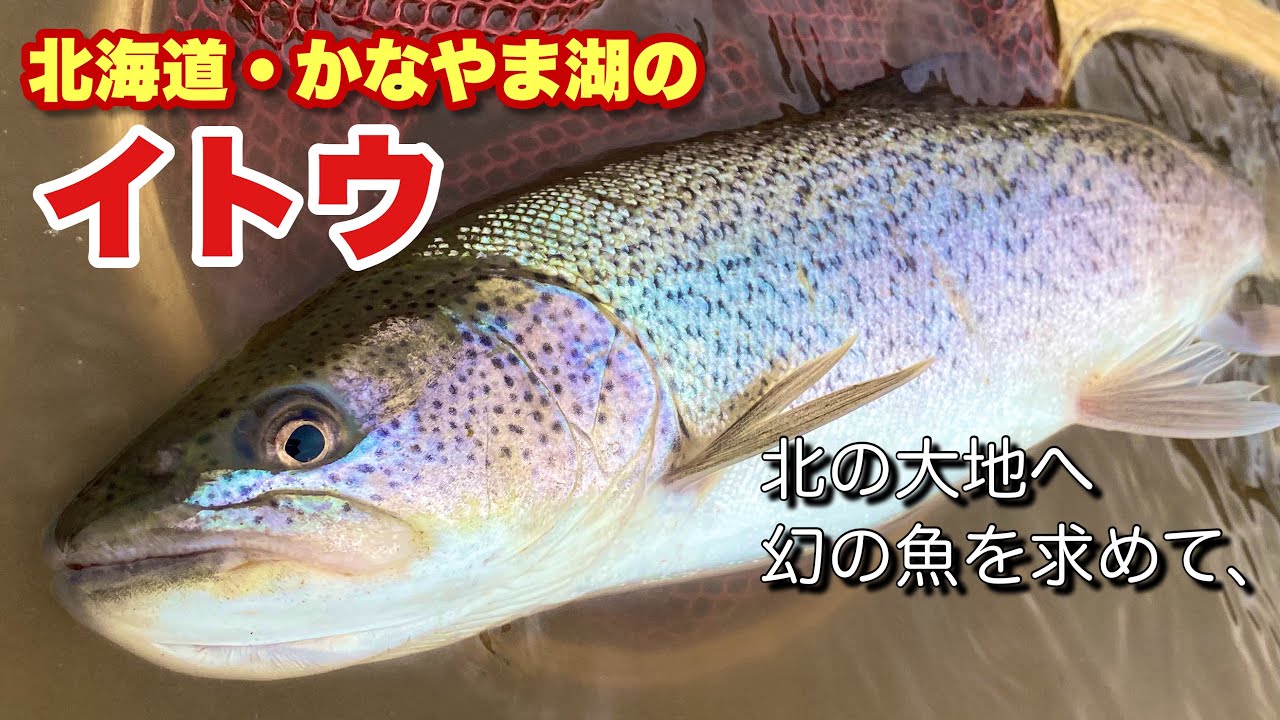 【イトウ】北海道・かなやま湖のイトウ