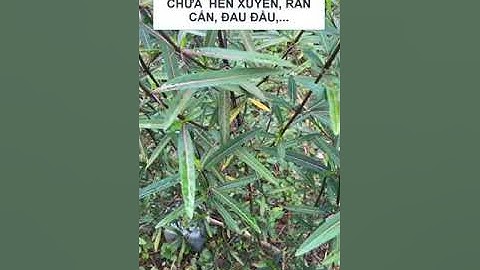 Cây Kim Vàng | Chữa Hen Xuyễn, Rắn Cắn, Đau Đầu,...