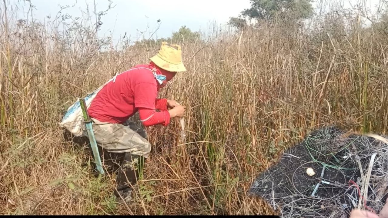 ดักหนูหาอยู่หากินด้วยเหยื่อข้าวจี่ดูว่าจะได้กิหาง