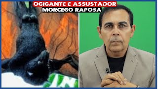 O Gigante E Ustador Morcego Raposa