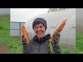 Посадка моркови на кисель. Суперурожай без прореживания.