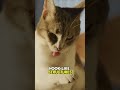 Why cat licking fur? #facts #didyouknow #learnsomethingnew #randomfacts #fyp #cat
