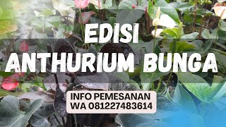 ANTHURIUM BUNGA HARGA PULUHAN RIBU DARI WONOSOBO JAWA TENGAH #anthurium #anthuriumbunga #tanamanhias