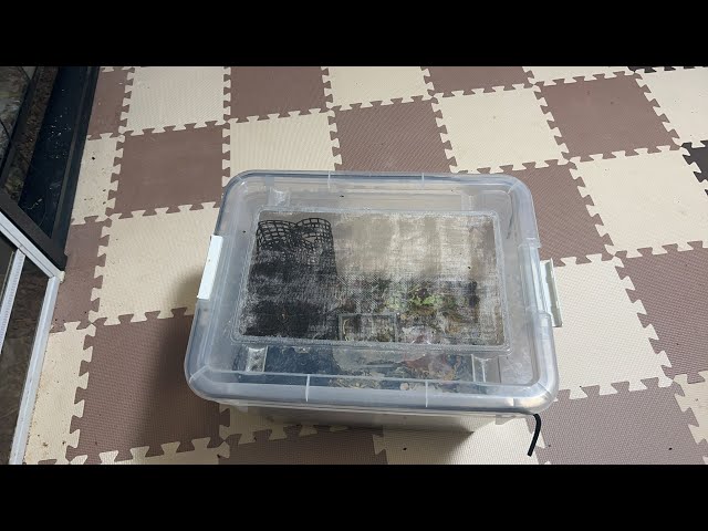 苦手な人閲覧注意】デュビアの飼育ケースを綺麗に大掃除！メンテLIVE