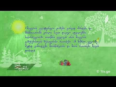 #უკეთრომაკეთო სად და როგორ ნაკვეთზე შეიძლება მაყვლის გაშენება