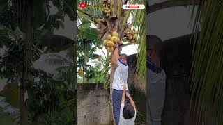 Kaget juga pas liat jatuhnya. Masih petik kelapa. #kelapa #pohonkelapa #shorts #syadadazkyai