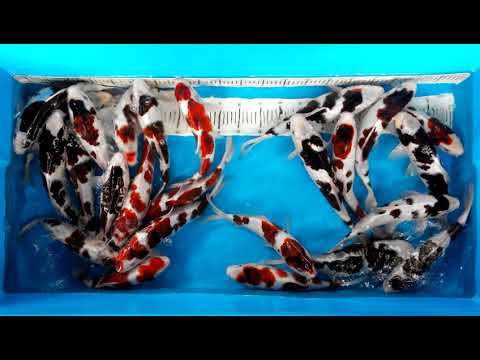 stok-ikan-koi-baru-koisakana-19-nov-2017
