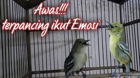EDAN!..Sirtu ini mampu bikin semua sirtu manapun ikut EMOSI seketika