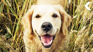 Does Your Dog Respond Better When You Use a Baby Voice? Does Your Dog Respond Better When You Use a Baby Voice?