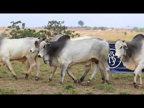 2º Leilão Pecuária do Futuro - Lote 23