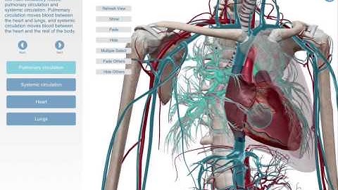 Circulation Routes: Learn@Visible Body