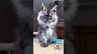 Growing up ofNight Fury in 15 seconds #catsofinstagram #mainecoon #catsoftiktok #catvideos #kitten