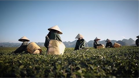 Tour trải nghiệm sản xuất chè Mộc Châu | Vinatea x 2BIG Video Production | Hanoi & HCMC Videographer
