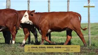 Lote 07   4 Vacas Braford