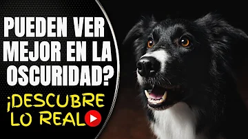 ¿Los perros tienen miedo a la oscuridad?