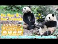 He hua  her friends panda 247 live at chengdu giant panda cub enclosure