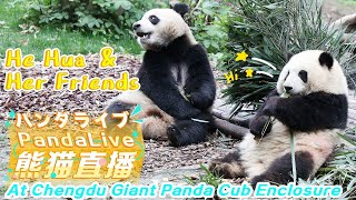 He Hua & Her Friends: Panda 24/7 HD Live At Chengdu Giant Panda Cub Enclosure