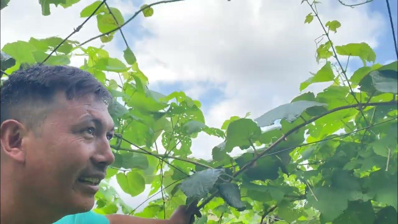 How to Graft Kiwi 🥝 plant 🌱 / Growth Grafted plant of kiwi Fruits