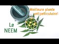 Le neem meilleure plante antipelliculaire au monde