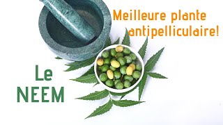 Le Neem, meilleure plante antipelliculaire au monde!