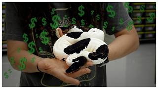 Best Aging Ball Pythons on a Budget! 2026 Update Net Worth