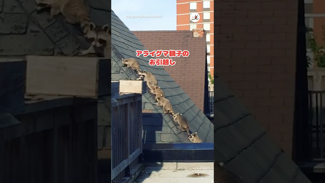 安全なおうちを見つけたようです😊｜PECO #アライグマ #raccoon