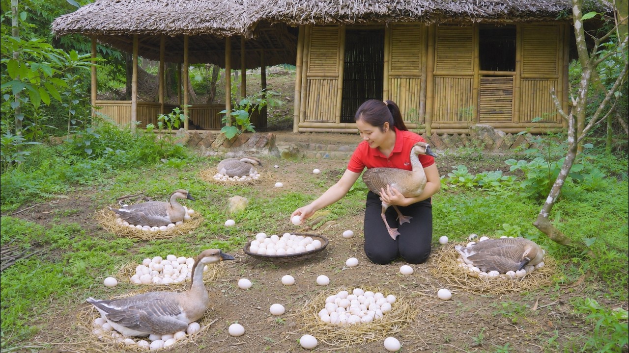 Harvest 1000+ Goose Eggs By Hand😱Goes to market sell🤑Gardening And Duck Care