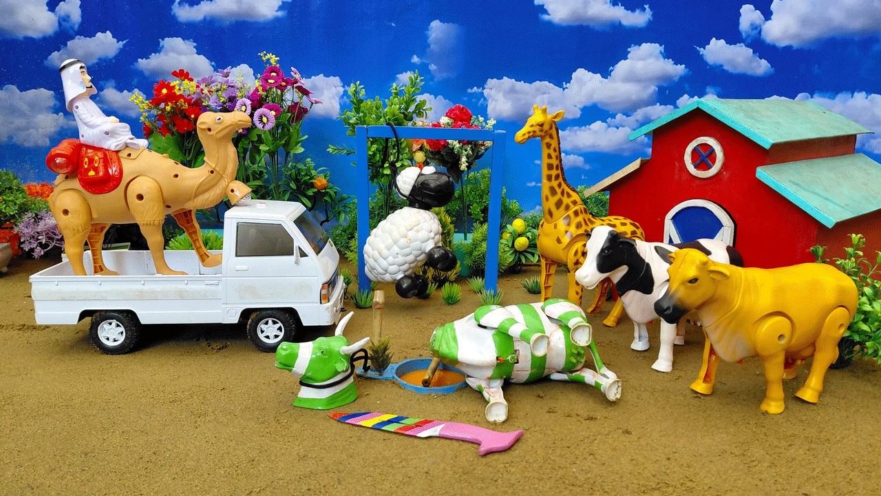 Wadidau‼️Proses Potong Sapi Kurban & Kerbau Lucu - Truk Oleng Angkut Sapi Kotor #192