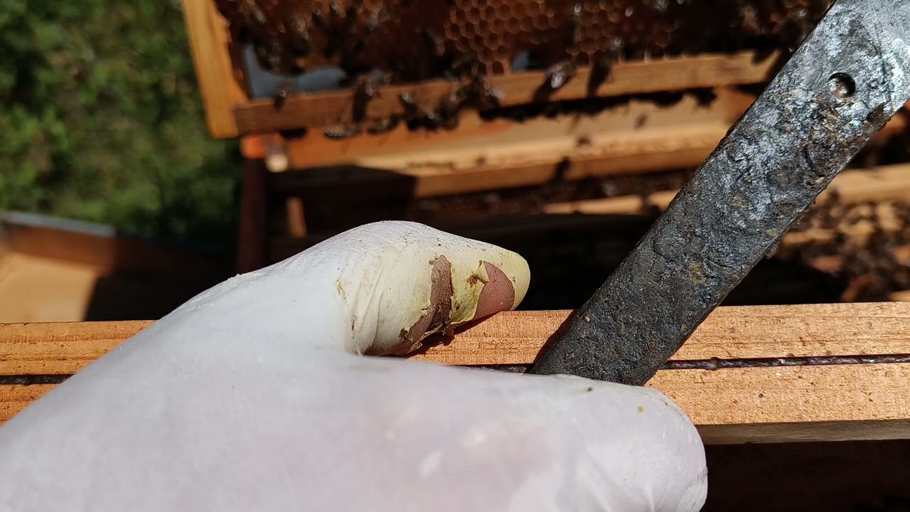 Abbassamento delle temperature: come comportarsi se troviamo cupolini di sciamatura 11-04-2025