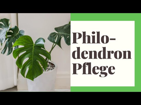 Video: Wie pflege ich den prächtigen Philodendron?