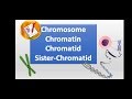 Chromosomes, chromatin, chromatid and sister chromatid