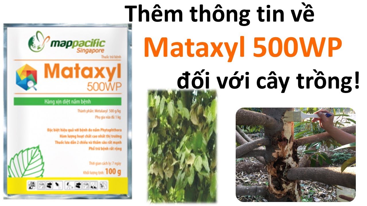 Tất tần tật về hướng dẫn sử dụng Mataxyl 500WP | Mappaciffic | thuốc trừ bệnh | dược sĩ cây trồng
