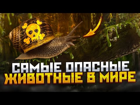 Самые Опасные Животные Мира. Топ 15.