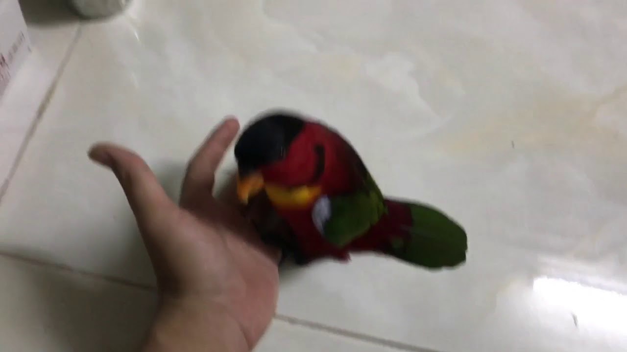 Lory parrot of HGT 03