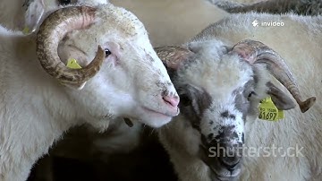 Unbelievable Scale:527,000 Sheep Farmed and Processed in Australia Each Week#SheepFarming #Australia