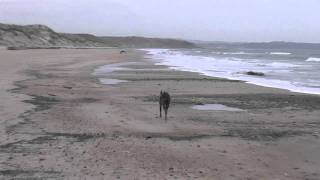 Greyhounds Holly and Roxy(First time off lead) on the beach at Warkworth