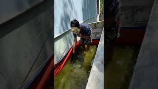 BOCIL BUMBLE BEE CURI IKAN LELE ALBINO GILAR48 #ikan #lele #albino #drama #viral #video #new #shorts